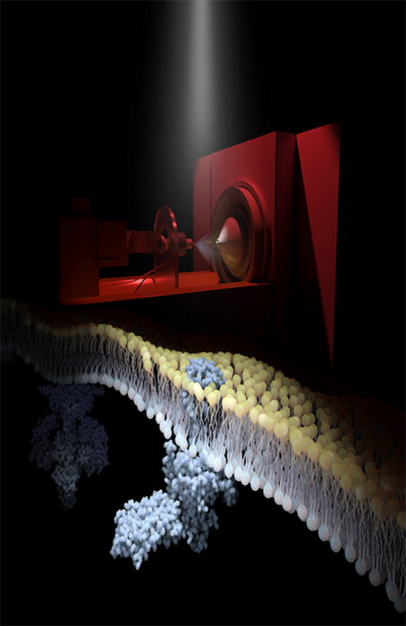 Rhodopsin embedded in the disc membranes of photoreceptor cells