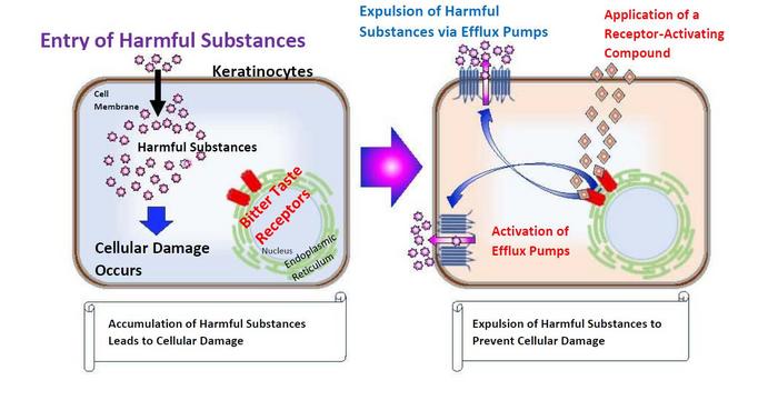 Key Findings: Bitter Taste Receptors in Keratinocytes Detect and Expel Harmful Substances