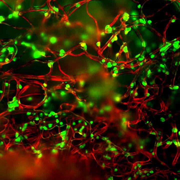 Columbia engineers bioengineer soft microfibers to improve T-cell production.