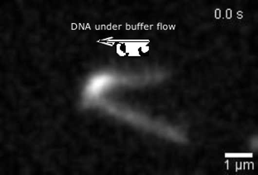 Microscopic Image of Condensins Forming a Z Loop