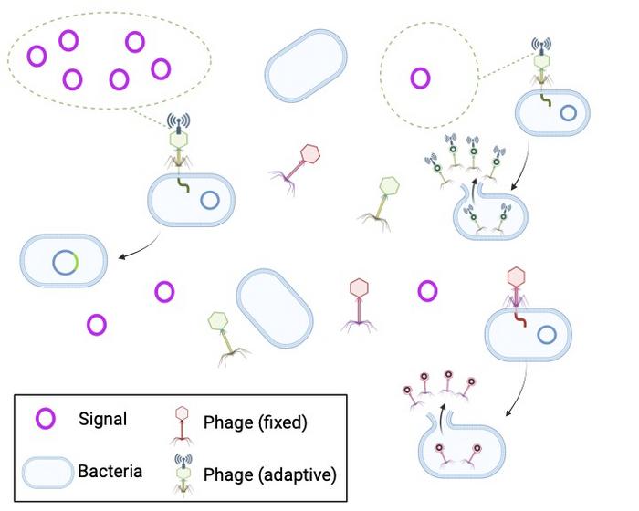 Viruses that infect bacteria and their lifecycles