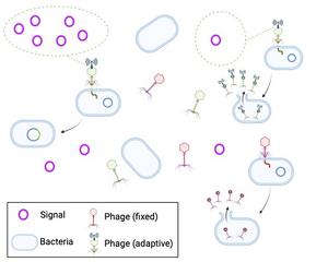 Viruses that infect bacteria and their lifecycles