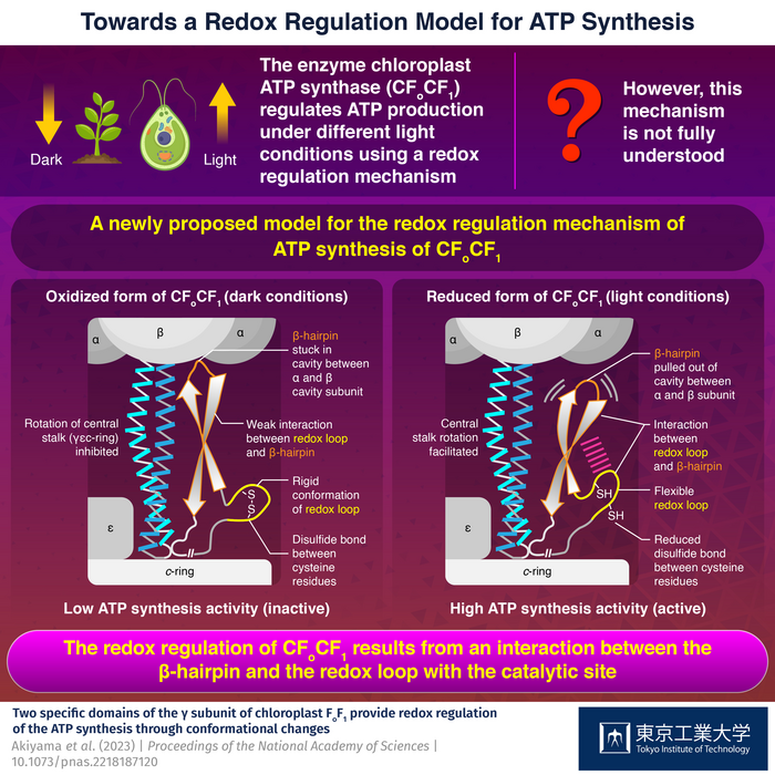 Towards a Redox Regulation Model for ATP Synthesis