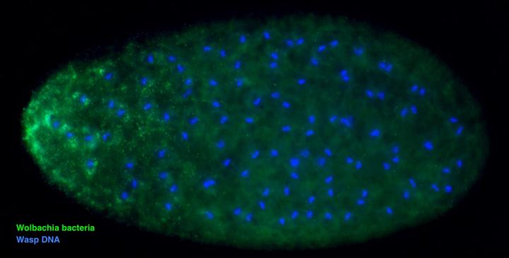 Wasp Egg Infected with <i>Wolbachia</i>