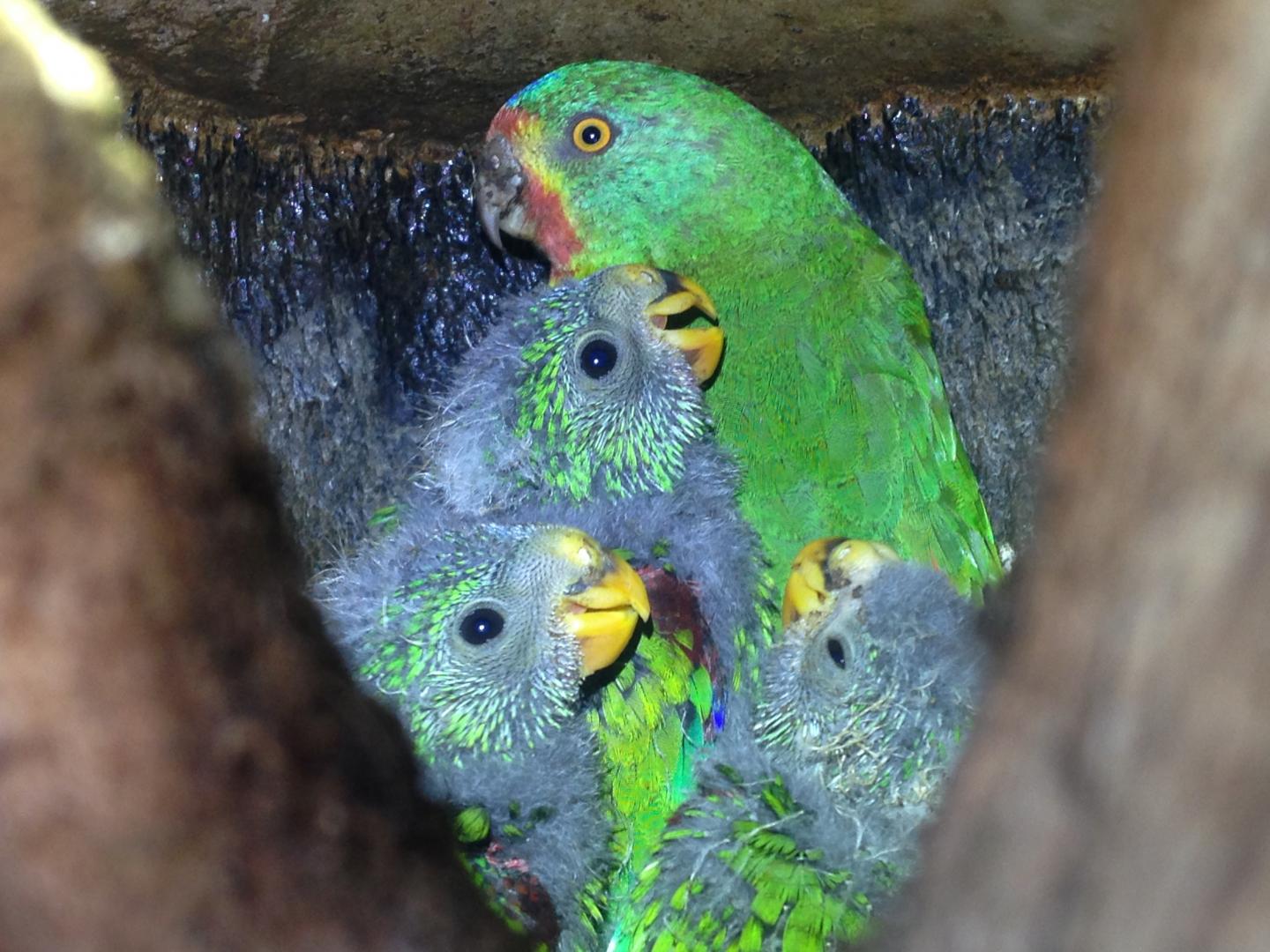 Swift Parrot Nest