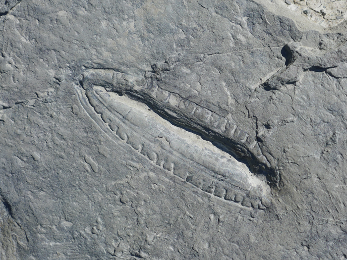 The Kimberella fossil