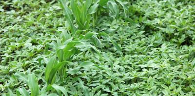 First HPPD-resistant Population of Waterhemp