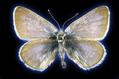 Butterfly specimen