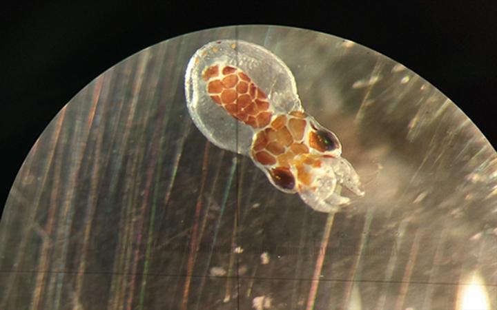 Spot Octopus Larvae