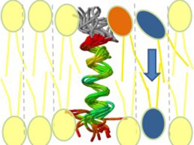 Phospholipid Flips through Biomembrane