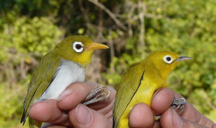 Both New White-Eye Species