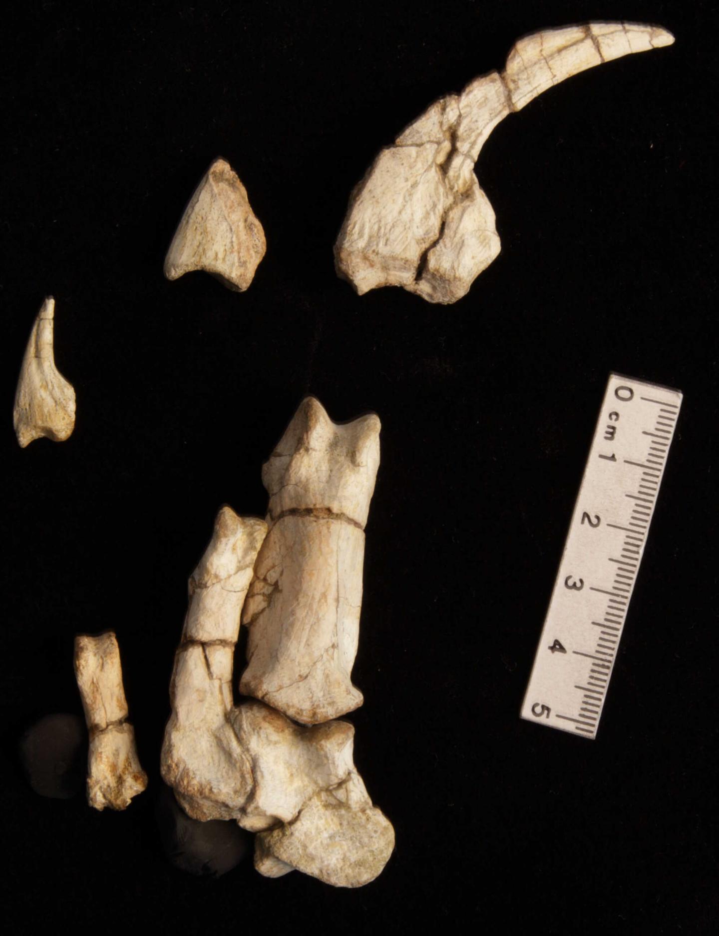 The Left Hand of <em>Bannykus</em>