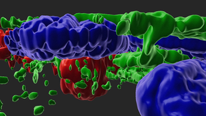 Complement-activited RPE in 3D