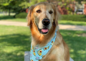 Dog wearing avocado bandana