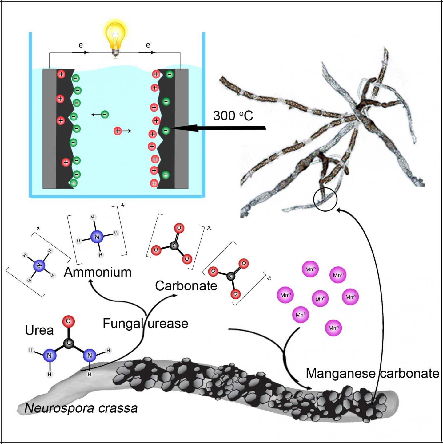 Synthesizing Electrochemical Materials from Fungi