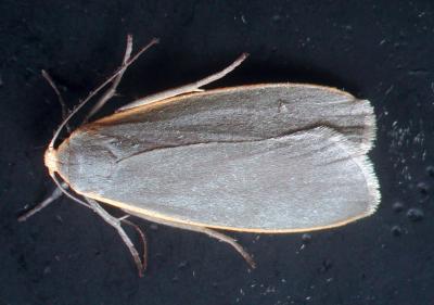 Japanese Lichen Moth