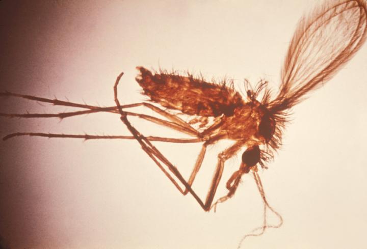 Visceral Leishmaniasis on the Rise in Brazil, Study Finds