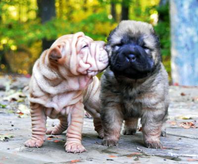 Shar-Pei Puppy