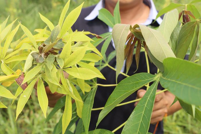 Comparing Cassava