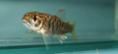 Brown Trout have Personalities