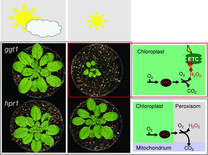 Experiment results on photorespiration