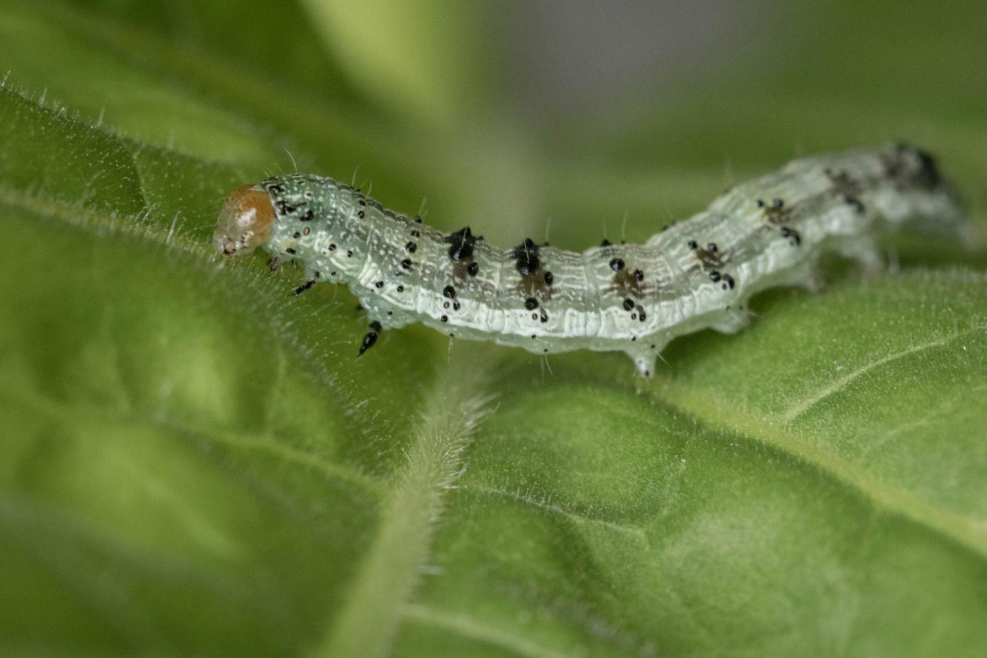 Fall Armyworm