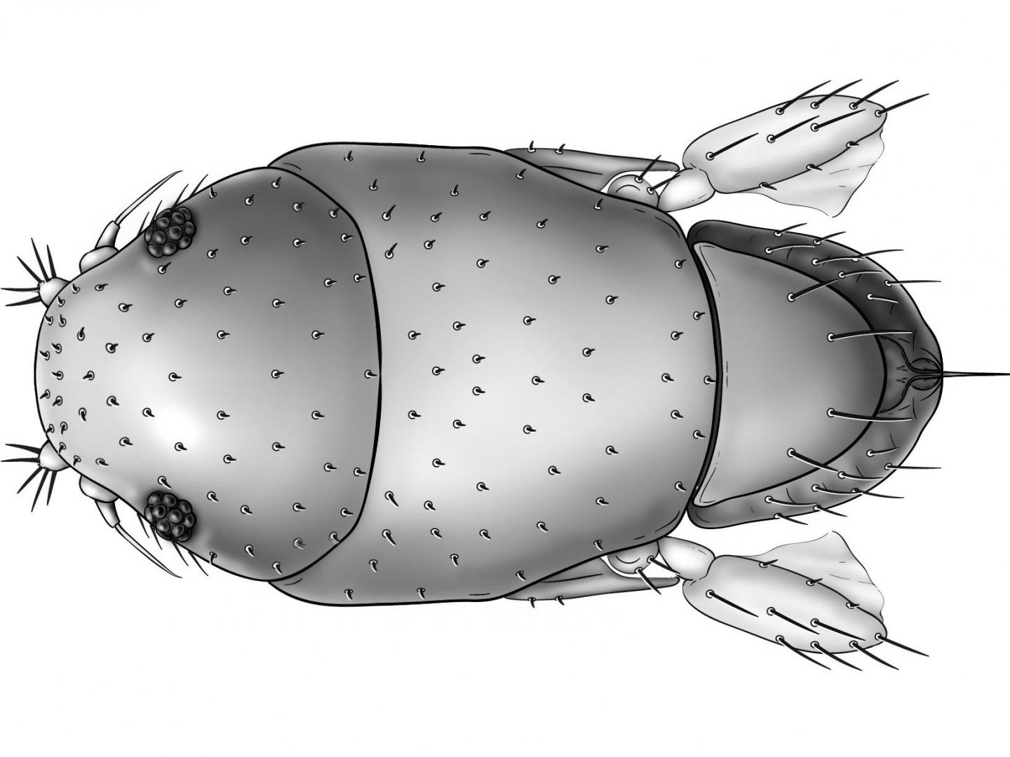 Drawing of <i>M. arnoldi</i>