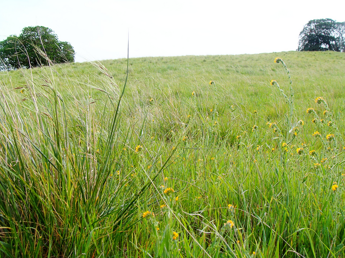 Needlegrass field