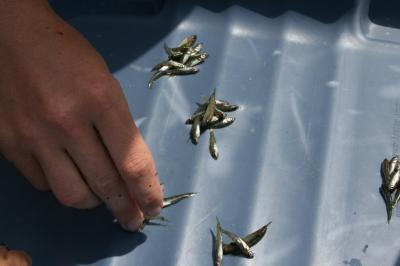 Young Perch from Daisy Lake