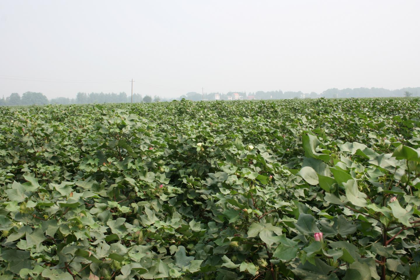Cotton Field in Yangtze River Valley