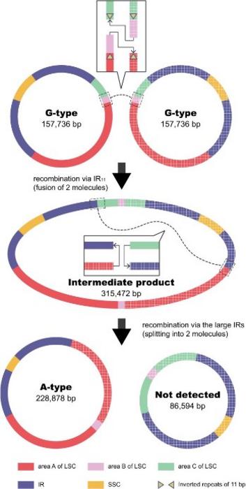 Schematic diagram showing the formation of the A-type plastome in D. tasmanica through intermolecular recombination of the G-type plastome.