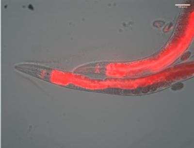 <I>C. elegans</I> Expressing Flourescently Labelled Progranulin in the Head and Intestines