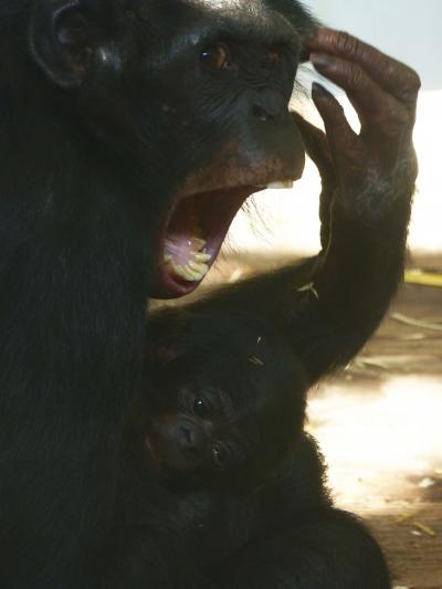 Female Bonobo Yawning