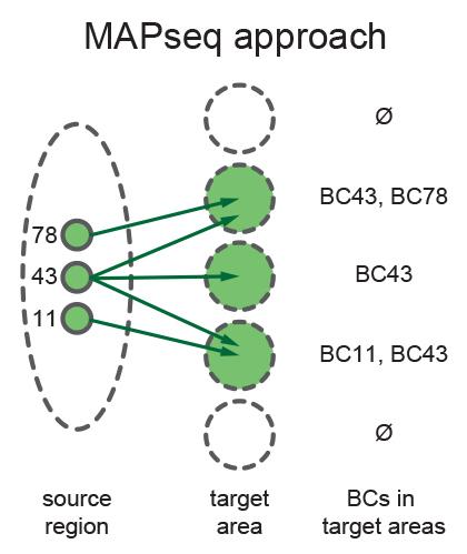 Neighboring Neruons Don't Necessarily Project to Same Destinations