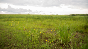 Grassland