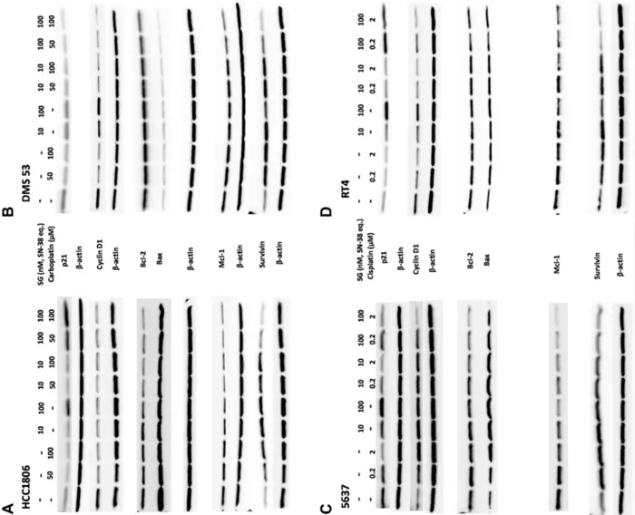 Figure 2 Image Eurekalert Science News Releases 5425