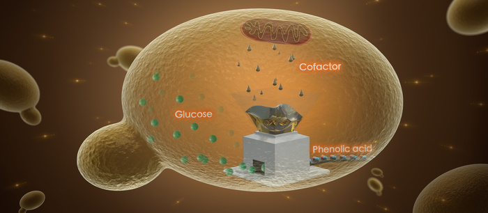 Engineering cofactor supply and recycling to drive phenolic acid biosynthesis in yeast