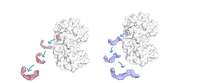 Small molecule kinase inhibitors