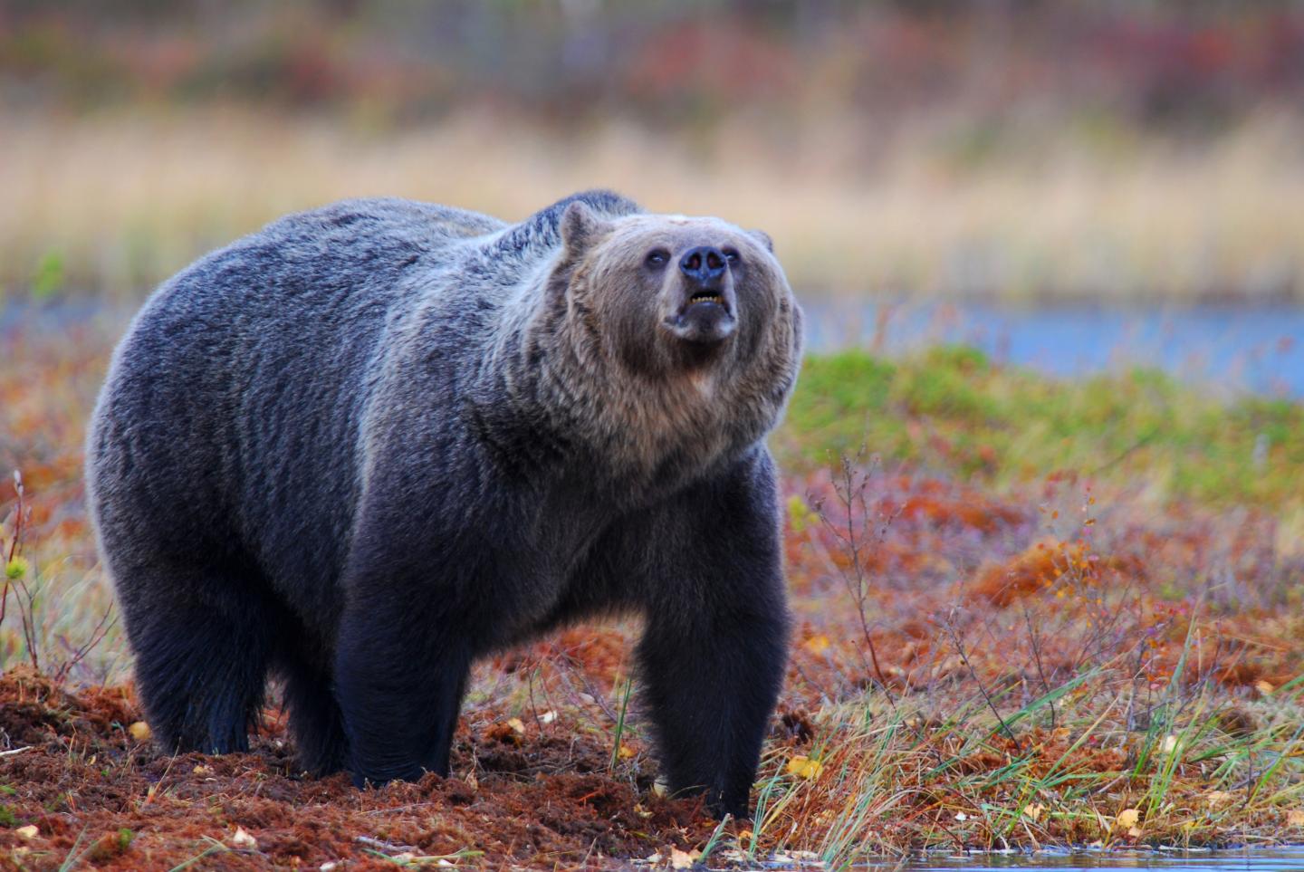 Specimen of Brown Bear (3 of 3)