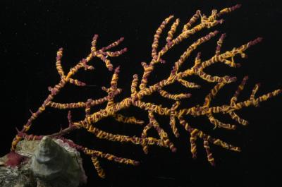 <i>O. mirabilis</i> on Sea Fan