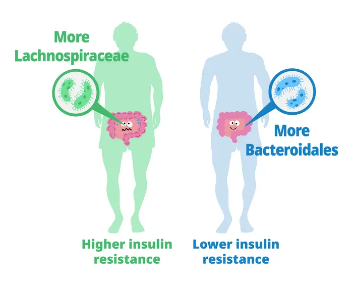Dominant gut microbiota impact insulin resistance