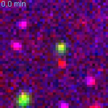 Live Imaging of SunTag and MoonTag