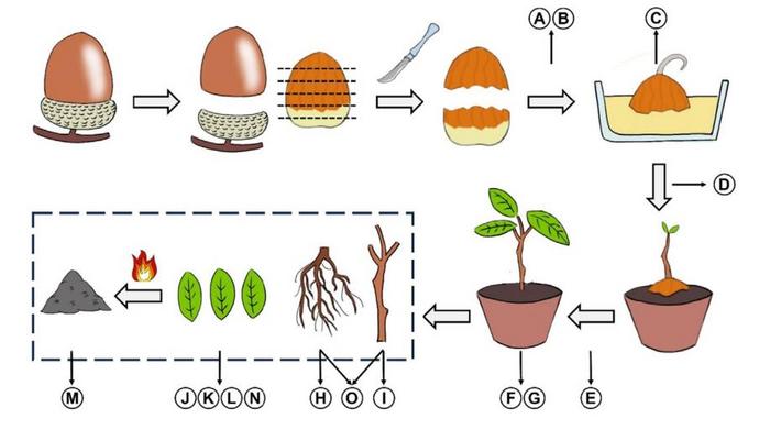 Flowchart of the study design. An acorn is separated from its cupule and pericarp, and then artificially deprived of varying amounts of nutrient reserves.