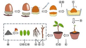 Flowchart of the study design. An acorn is separated from its cupule and pericarp, and then artificially deprived of varying amounts of nutrient reserves.