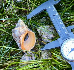 Warm water Stramonita biserialis is larger than more northerly sea snails
