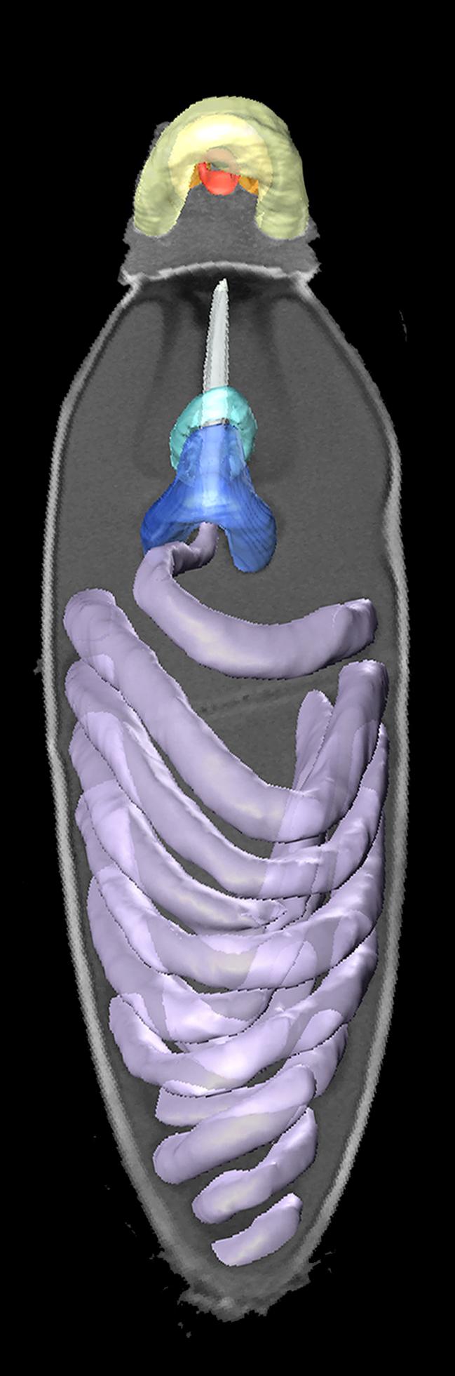 Evolution of Complex Ballistic 'Harpoons' in Microbes (10 of 11)