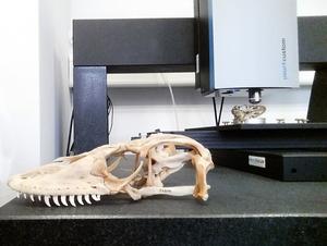 upper skull of a green iguana