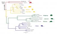 Phylogenetic Tree with <i>Nesophontes</i>