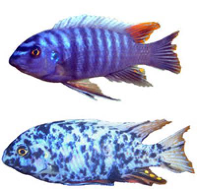 Male Cichlids