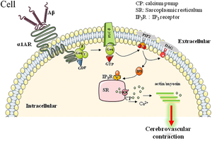 α1AR-mediated downstream signaling pathway involved in Aβ-induced cerebrovascular abnormalities